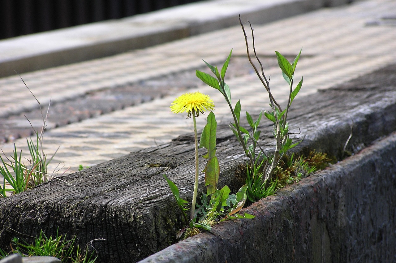 Hablemos de resiliencia